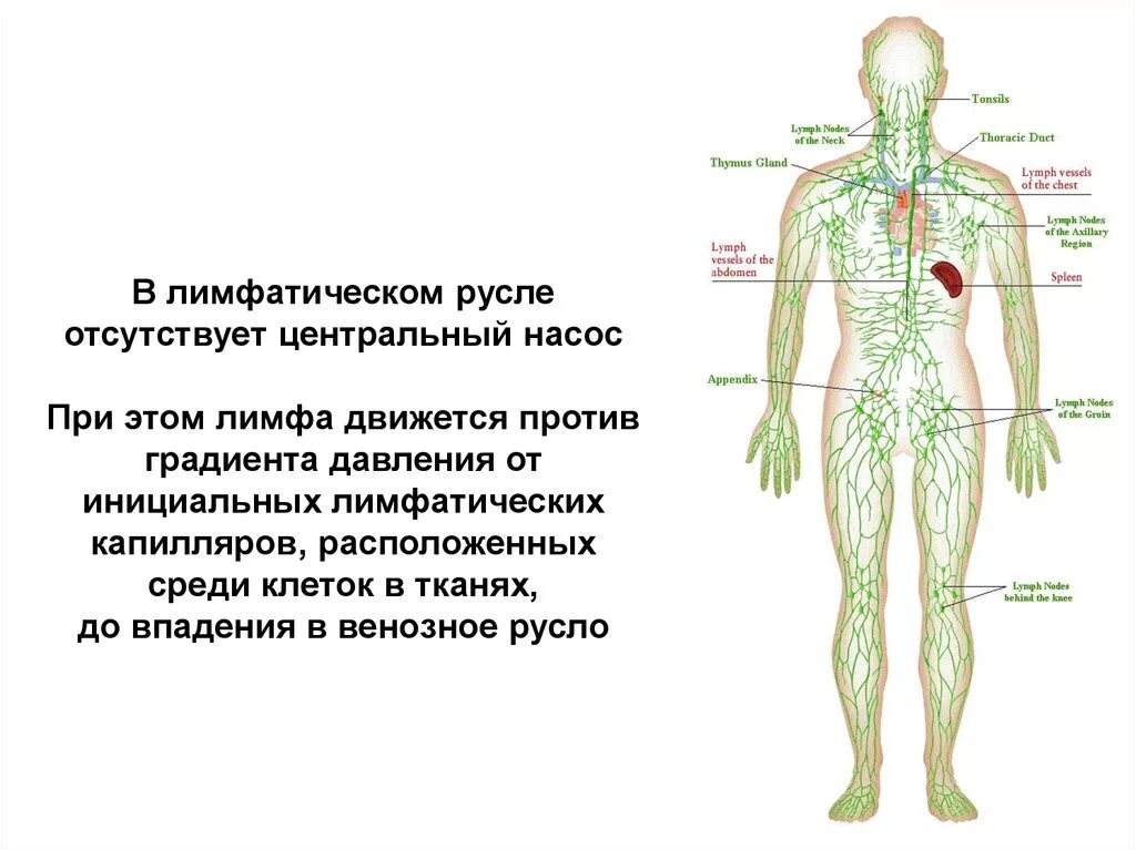 Схема направления лимфатической системы. Лимфатическая система человека схема движения лимфы. Схема направления движения лимфы лимфатической системы человека. Схема строения лимфоидной системы человека. Лимфосистема схема