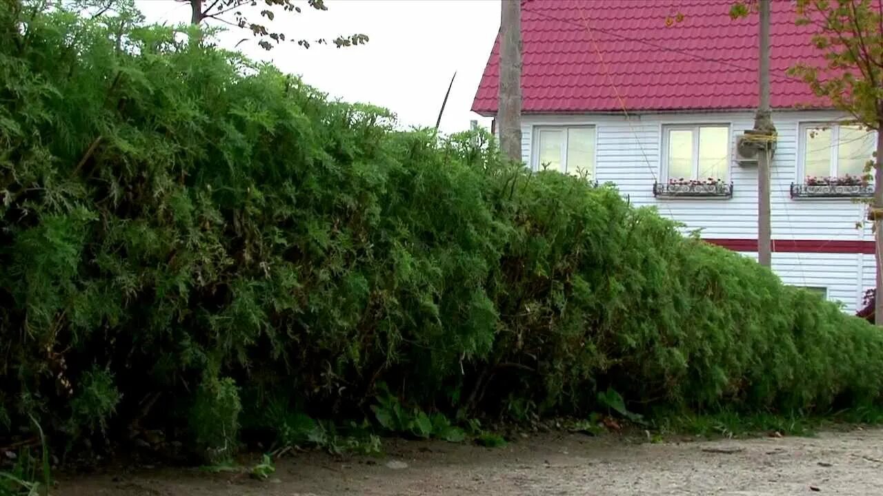 Плотный живой. Живая изгородь Хвойная. Боярышник кроваво-красный Живая изгородь. Живая изгородь из туи. Живая изгородь быстрорастущая.