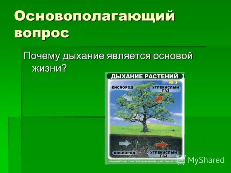 дыхание растений вопросы. дыхание растений вопросы. дыхание растений вопросы. органы дыхания растений. вопросы по теме дыхание растения.
