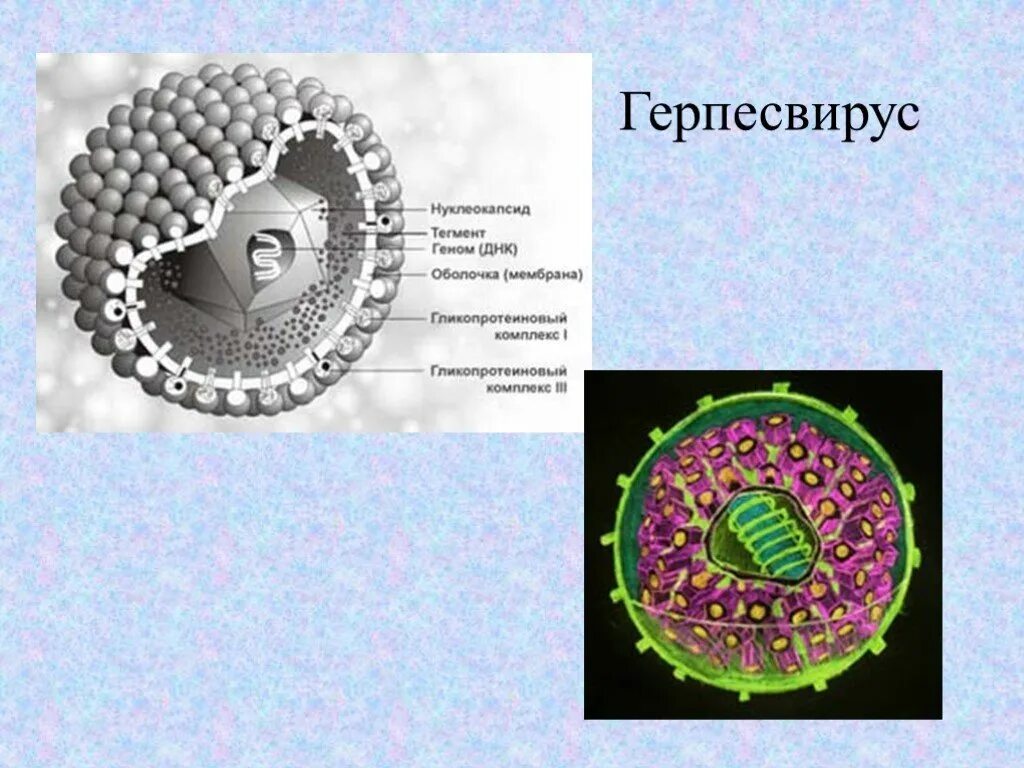 Вирусы семейства герпесвирусов. Вирус герпеса семейство. Строение вируса герпеса 2 типа. Строение вириона герпесвирусов. Герпесвирус презентация.