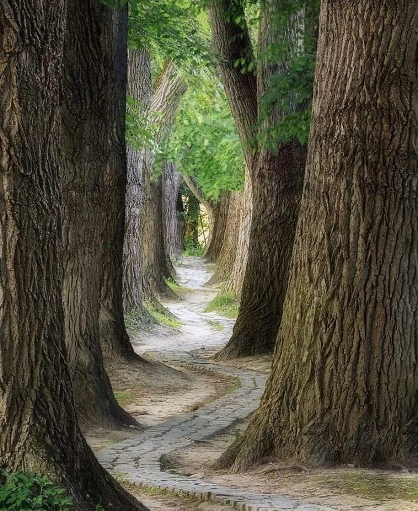 Лес подмосковный можайск. Редвуд национальный парк туман. Березово сосновый лес. Меж лесов. Лесные тропинки.