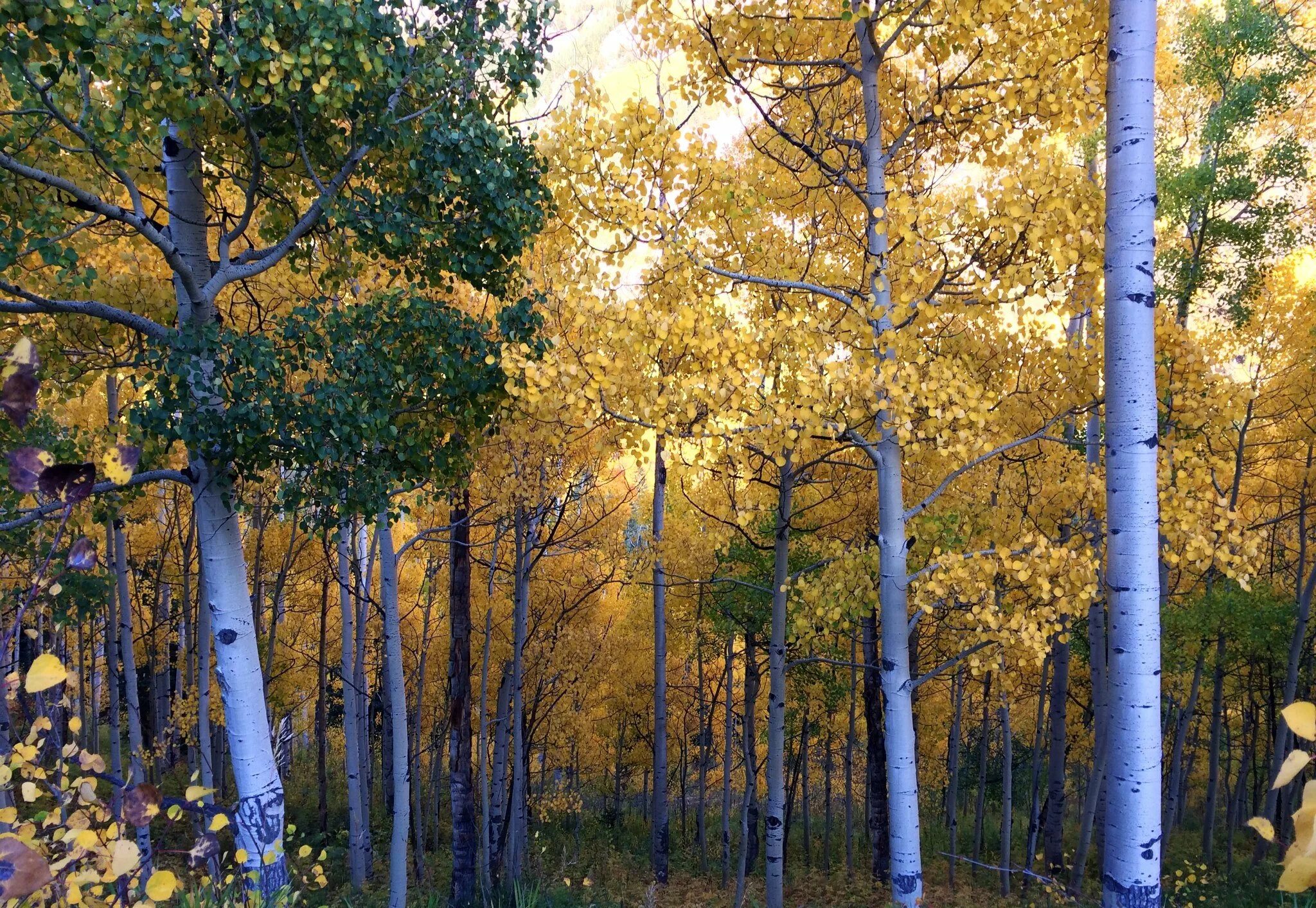 Осины осиные. Осина (populus tremula). Осина обыкновенная (populus tremula). Осины осиные. Осина (populus tremula).