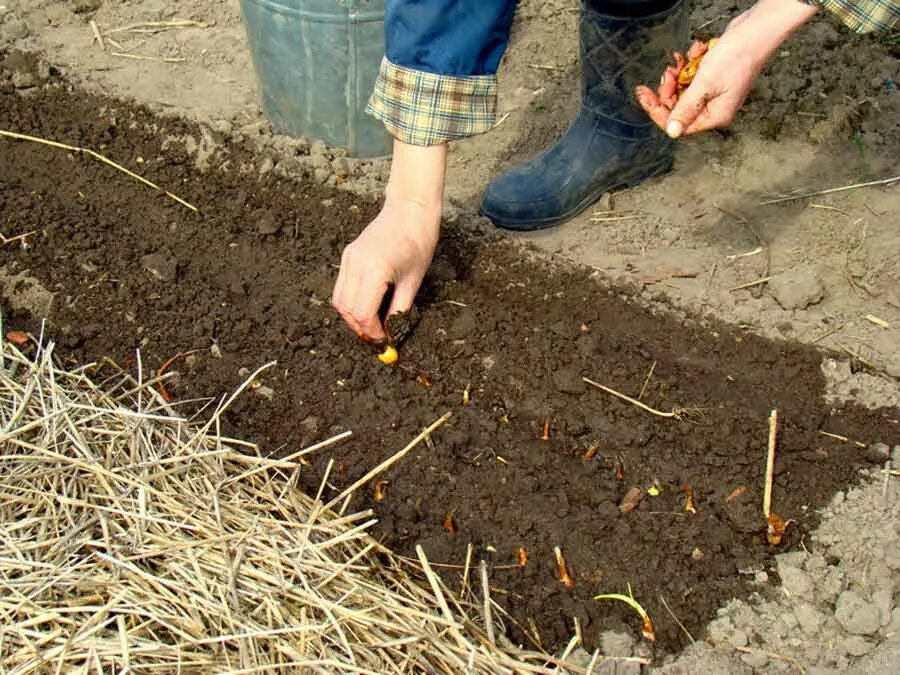 Что можно сажать в грунт в апреле