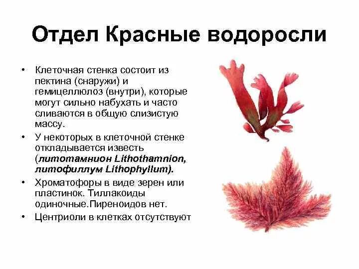 Красные водоросли имеют