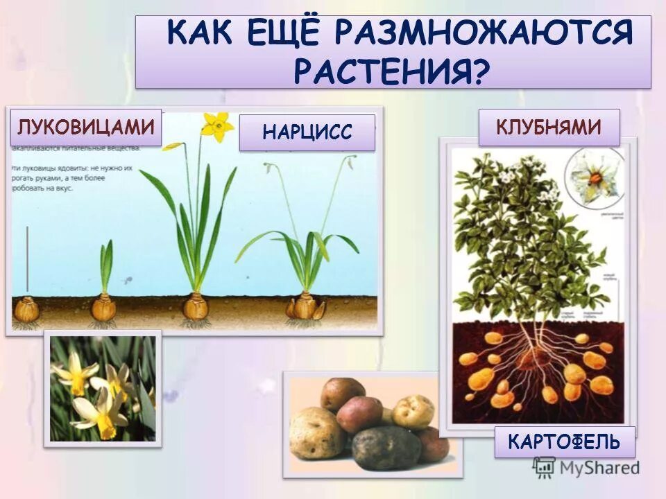 Схема способы размножения растений. Как размножаются растения 3 класс окружающий. Размножение частями растения. Размножение и развитие растений 3 класс окружающий мир. Размножение и развитие растений 3 класс.