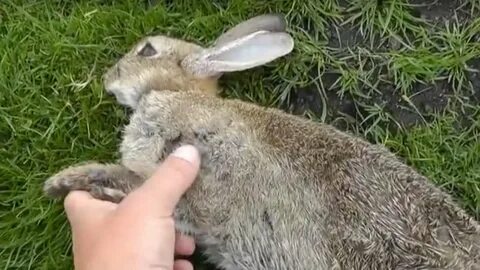 Rabbit demo