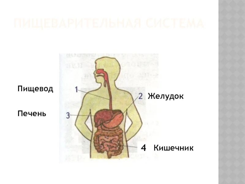 Пищевод без желудка. Пищевод желудок кишечник. Рыба пищевод желудок кишечник.