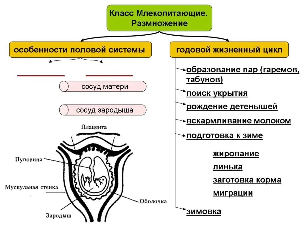 Система размножения 8 класс. Половая система млекопитающих схема. Половая система млекопитающих таблица. Схема развития млекопитающих 7 класс. Цикл развития млекопитающих схема.