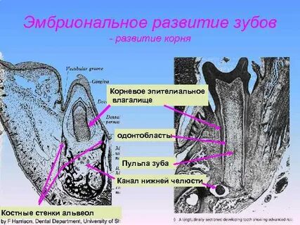Развитие пульпы