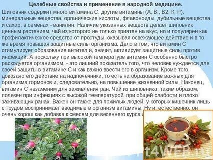Шиповник полезные свойства и противопоказания отзывы