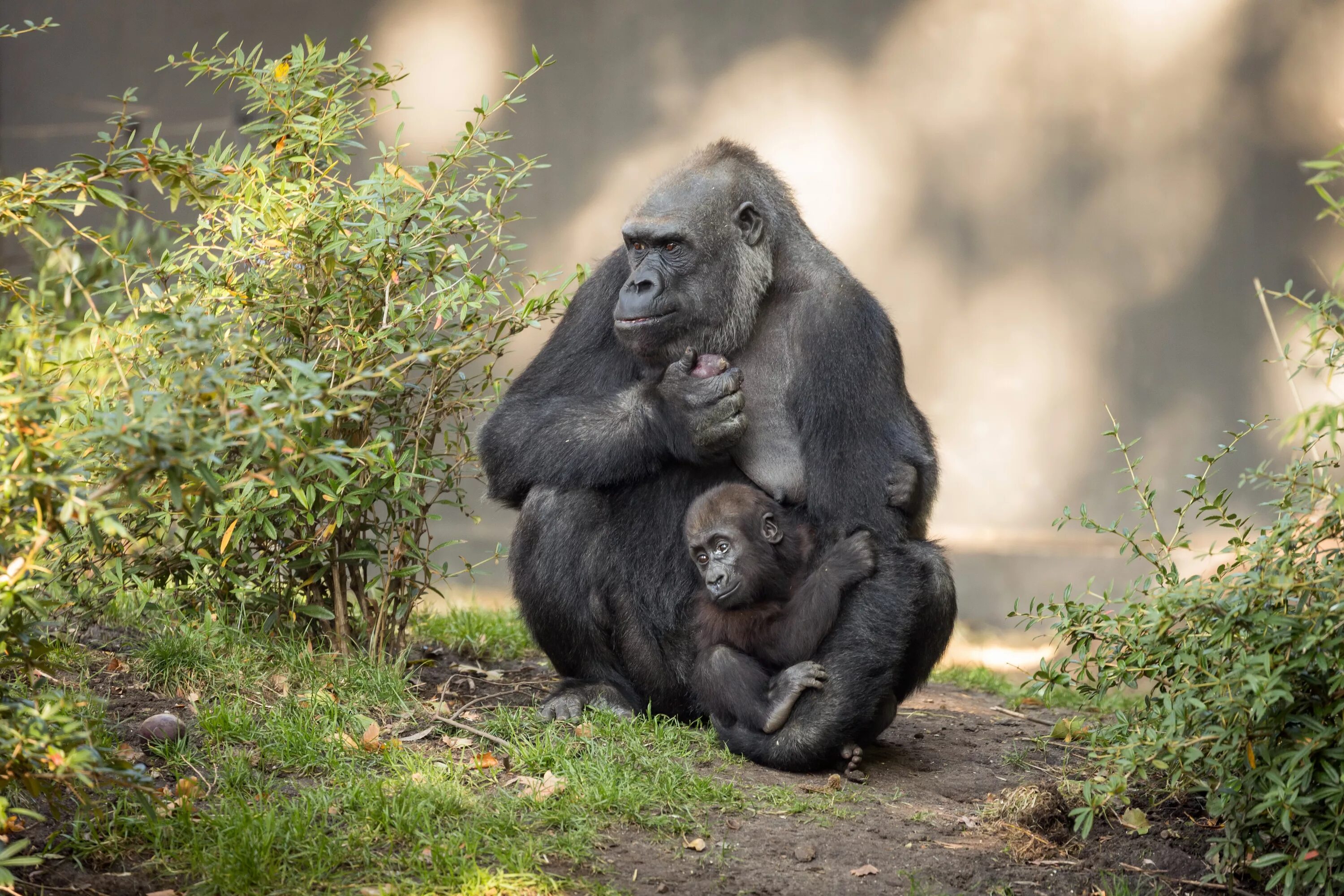 Горилла и шимпанзе. Приматы горилла. Горилла, самка. Детеныш гориллы.