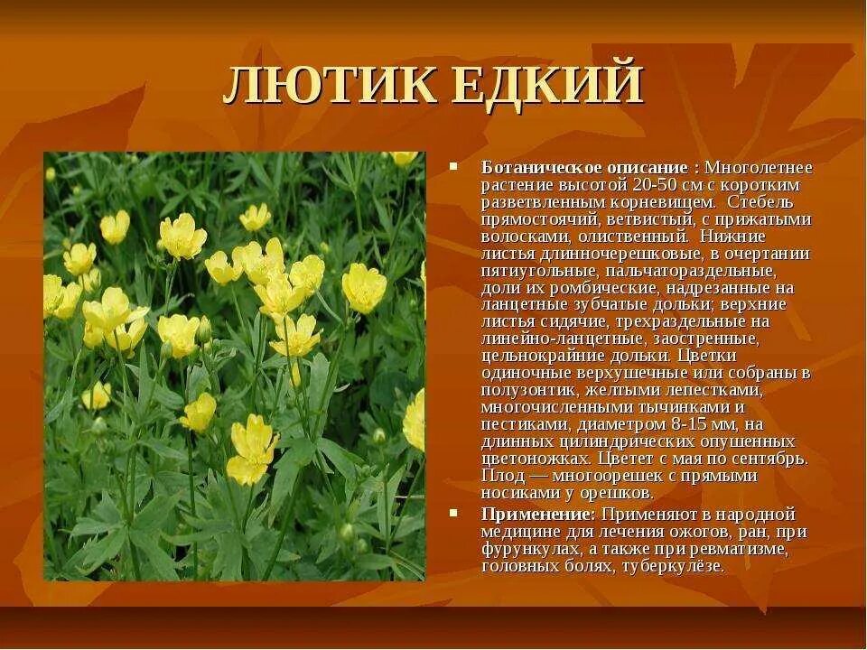Куриная слепота информация