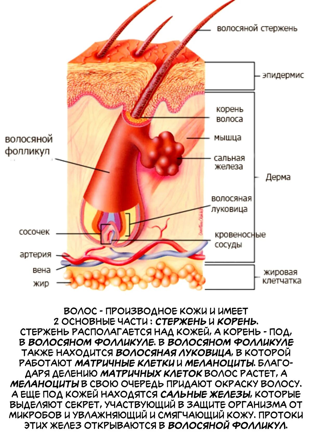 Строение кожи и волоса. Строение волосяного фолликула. Строение волоса и волосяного фолликула. Волосяной стержень.