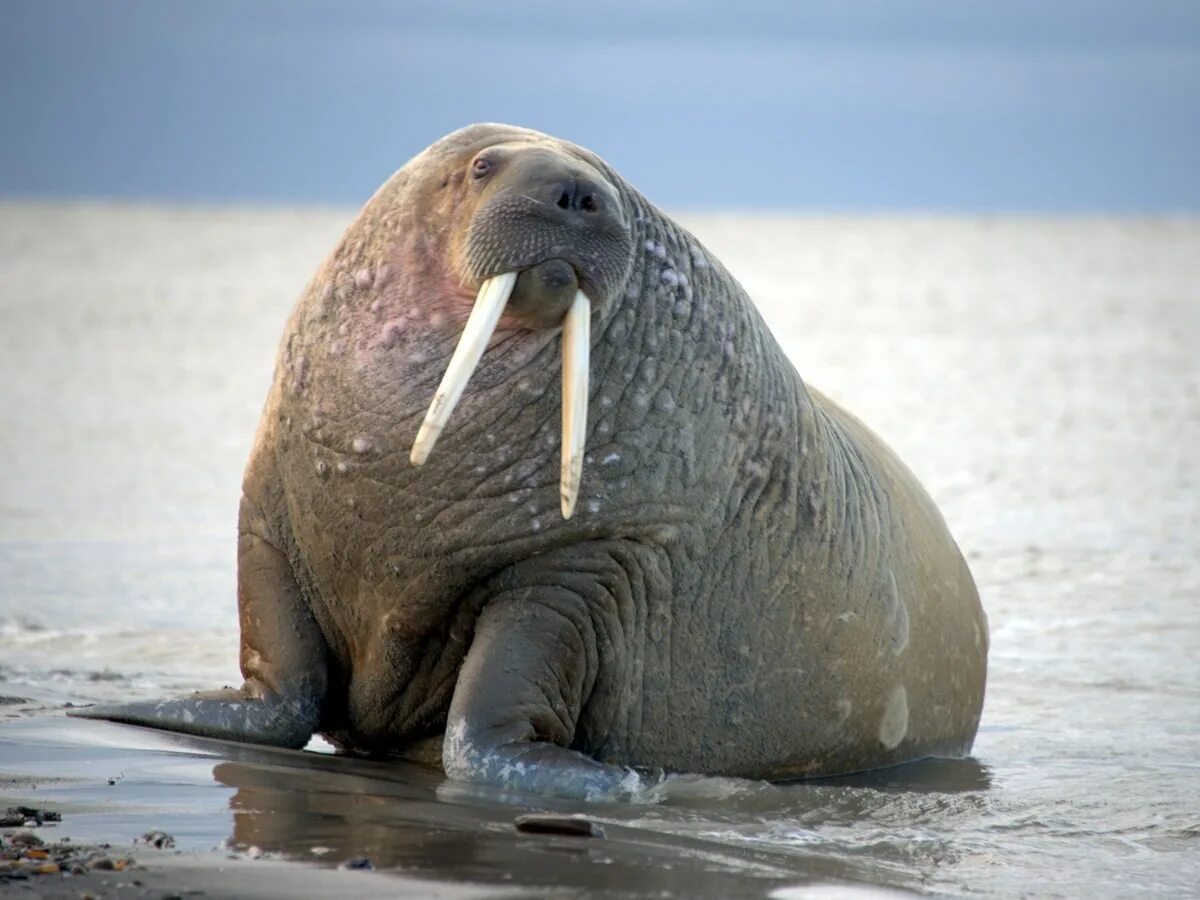 Лаптевский морж. Тихоокеанский морж (Odobenus rosmarus divergens). Морж Лаптевский подвид. Атлантический морж Odobenus rosmarus rosmarus.