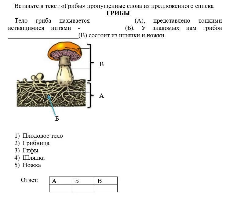 Тело гриба состоит из ответ. Функции плодового тела гриба. Функции плодового тела у грибов. Гриб (плодовое тело). Плодовое тело гриба состоит из.