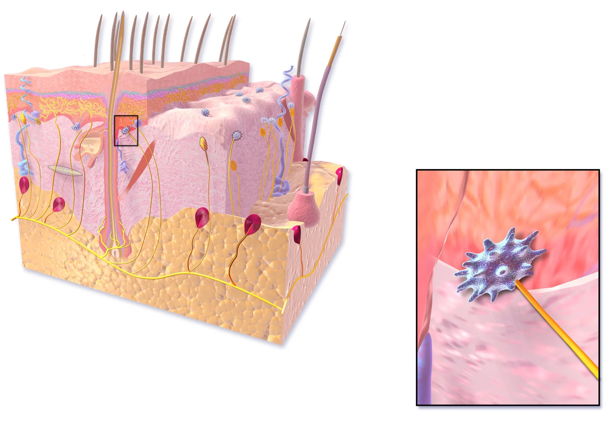 в клетках кожи и волосах. осязательные эпителиоциты меркеля гистология. в клетках кожи и волосах. фибробласты в косметологии. механорецепторы руффини.