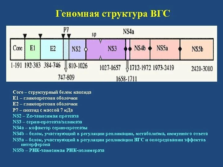 Гепатит с антитела core. Структурные белки вгс. ns белки гепатита с. белок ns5b. структурные и неструктурные белки вируса гепатита с.