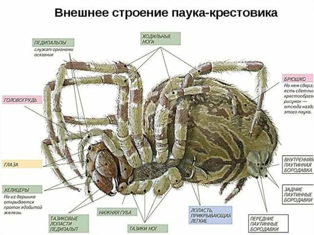 Головогрудь. Наружное строение паукообразных. Строение паука крестовика. Внешнее строение паука с брюшной стороны. Внешнее строение паука.