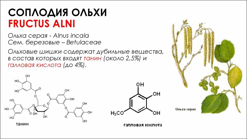 Дубильные вещества ольха. Соплодия ольхи сырье. Лекарственные растения и сырье, содержащие дубильные вещества. Дубильные вещества содержатся в. Дубильные растения примеры