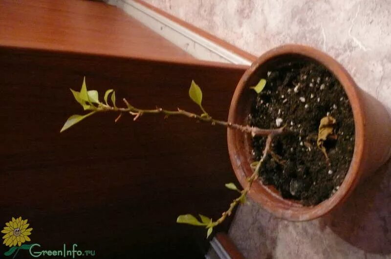 У бугенвиллии опадают листья. Росток бугенвиллии. бугенвиллия цветочные почки. болезни бугенвиллии. бугенвиллия болезни.