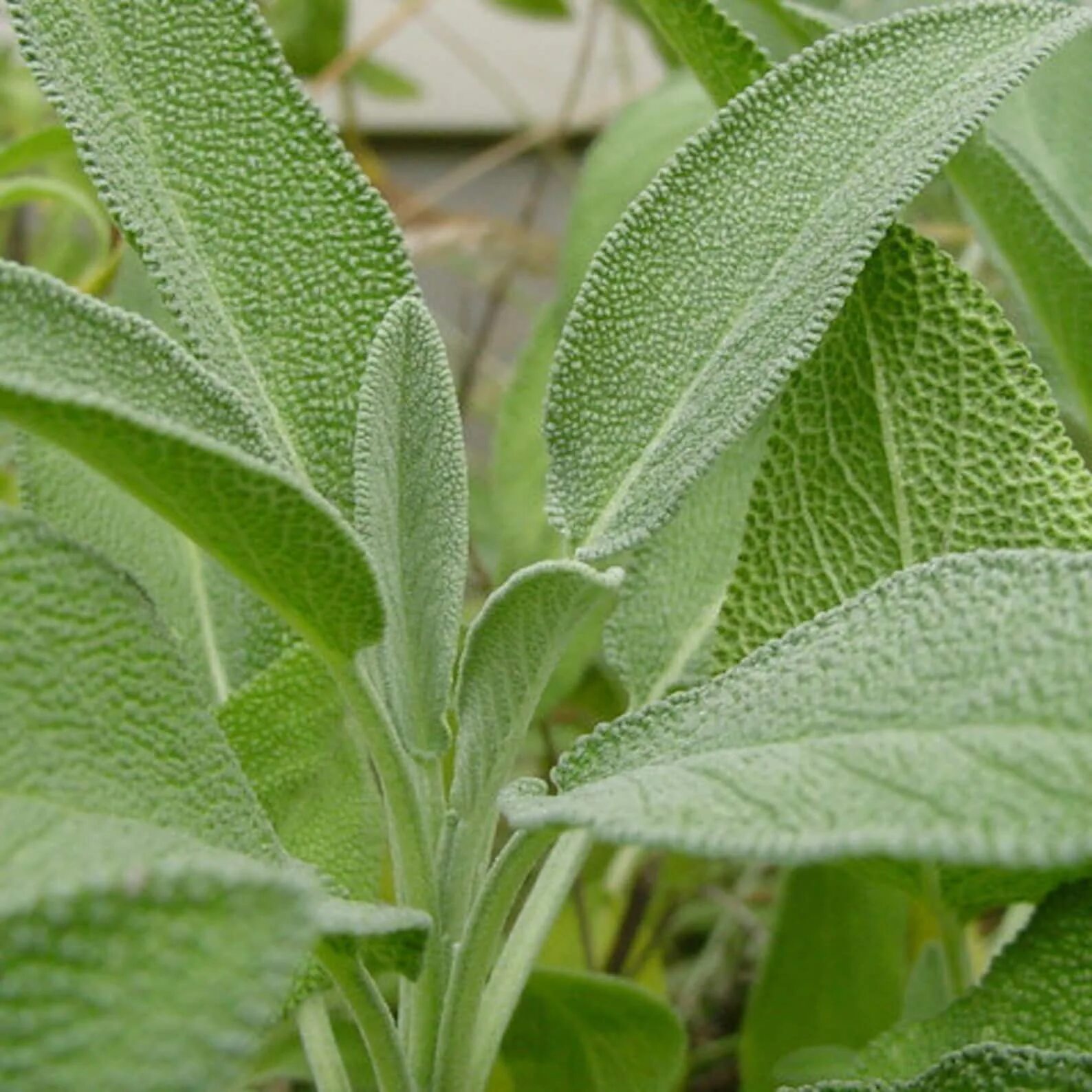 Растение мудрого. Шалфей оффициналис. Шалфей лекарственный (Salvia officinalis). Шалфей овощной Бриз. Шалфея лекарственного листья - Salviae officinalis Folia.