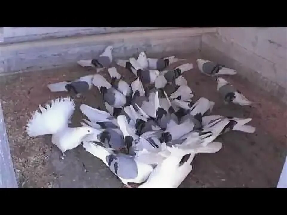 Голуби видео 2025. Кировоградские голуби коверкотовые. урюпинские голуби. голуби ставропольский край. николаевские голуби 2025 г новое видео.