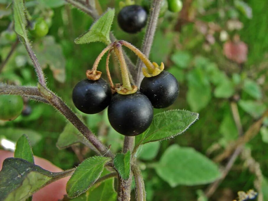 Паслен ягода. Паслён чёрный. Паслен черный (Solanum nigrum). Паслён чёрный (Solanum nigrum l.).
