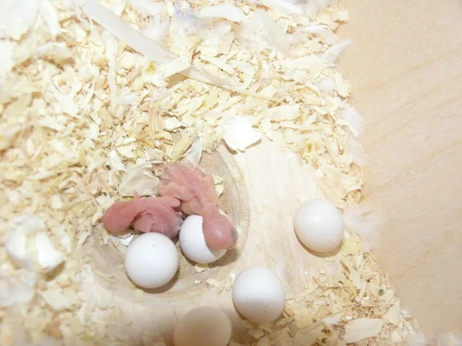 рожать яйцо