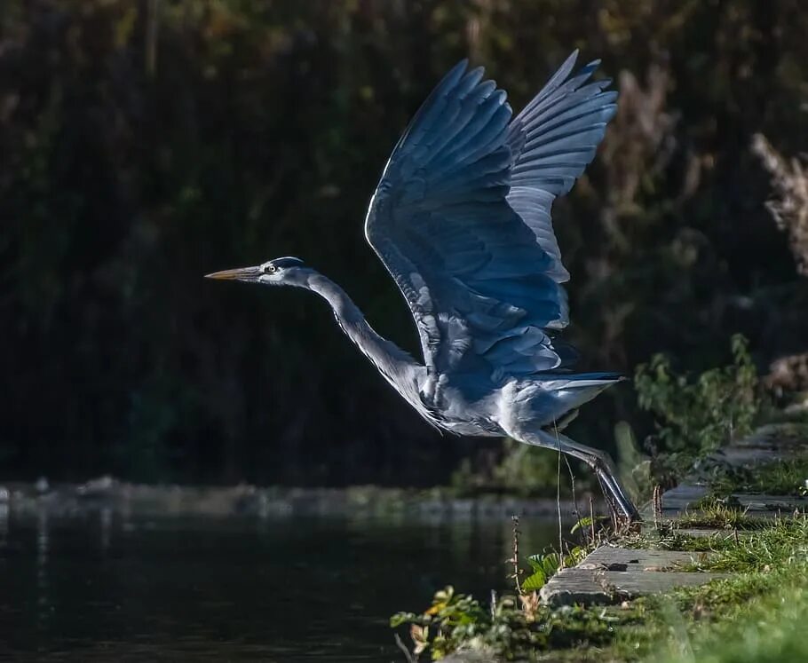 Желтоголовая цапля. Egretta tricolor. Цапля фото. Херон ватер. Цапля детский.