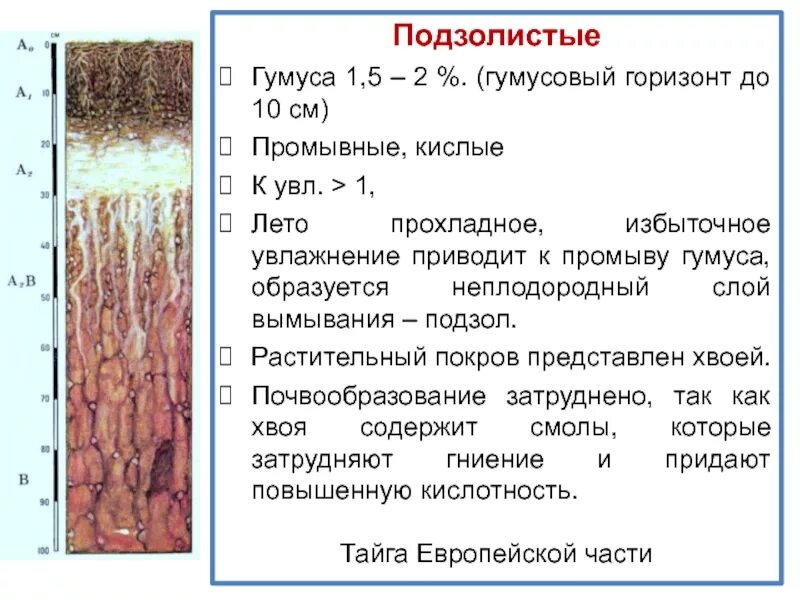 Почва сколько. Почвы подзолистые почвы гумусовый горизонт. содержание гумуса дерново подзолистые. дерново-подзолистые почвы гумусовый горизонт. содержание гумуса в подзолистых почвах.