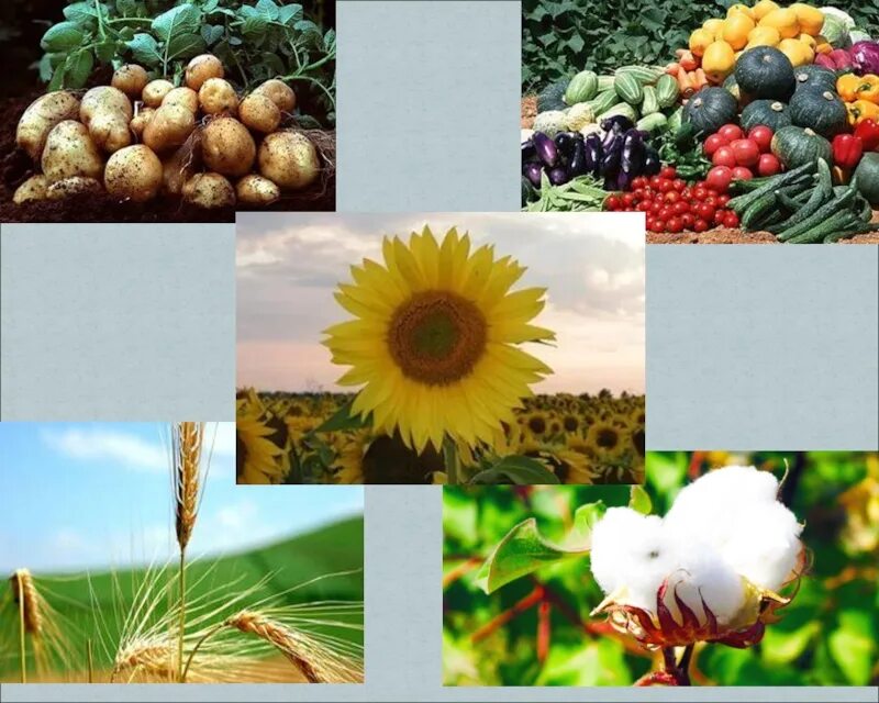 Сельское хозяйство растения. Сельскохозяйственные культурные растения. Важнейшие сельскохозяйственные растения. Тема презентации сельскохозяйственные растения. О многообразии сельскохозяйственных растений.