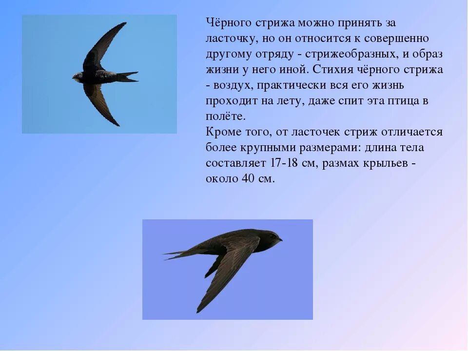 Сколько живут стрижи. Чиж Стриж и Ласточка. Стриж Перелетная птица. Ласточка и Стриж отличия и сходства. Ласточки и Стрижи сходства и различия.