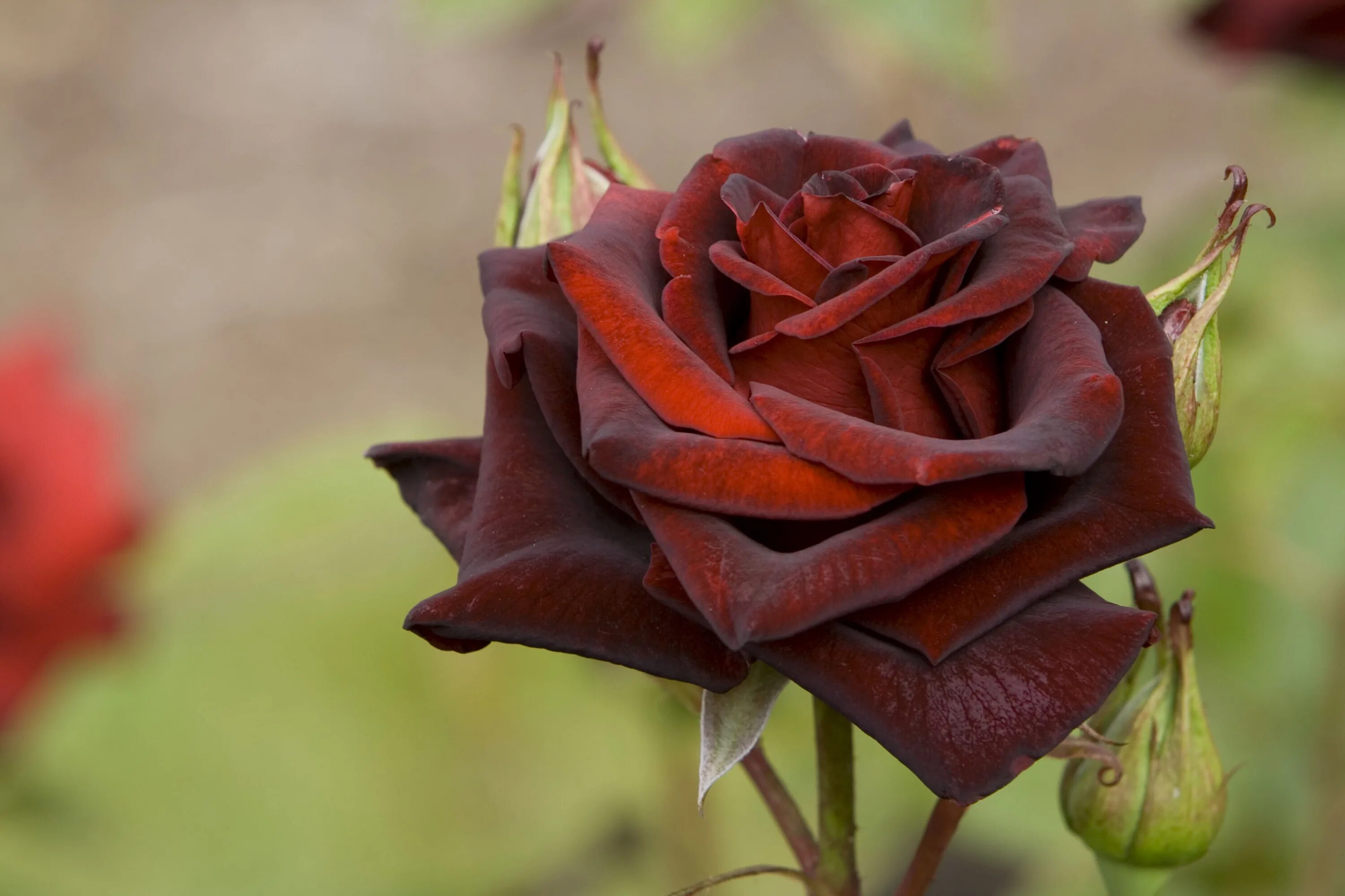 Сорт розы Фиджи Негро.