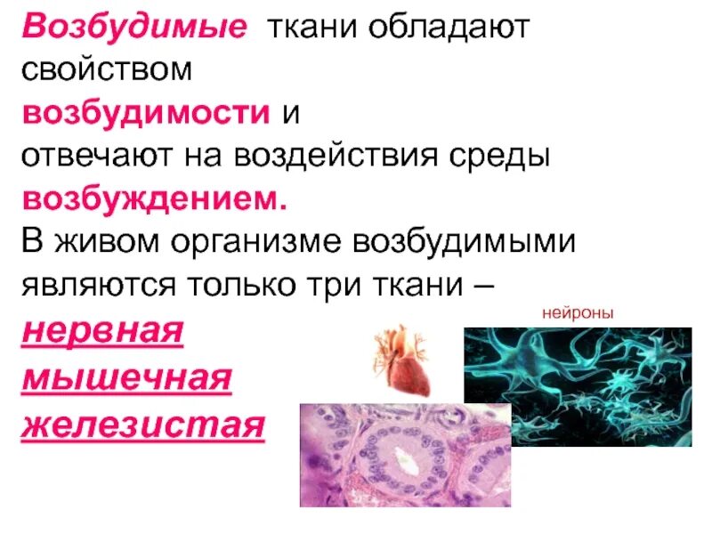 Какие ткани обладают свойством возбудимости?. Возбудимыми тканями являются. Нервные возбудимые ткани. Возбудимые ткани нервная мышечная железистая. Какие клетки обладают возбудимостью и проводимостью