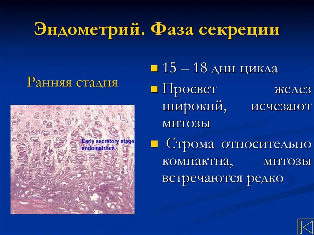 Эндометрия ранней фазы. Эндометрий фазы секреторная фаза. Эндометрий ранней стадии фазы секреции гистология. Ранняя фаза секреции эндометрия гистология. Ранняя стадия фазы секреции.