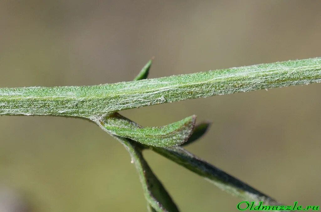 шлёмник байкальский. шандра обыкновенная (marrubium vulgare l. растения с опушенным стеблем. астрагал прутьевидный. семейство маковые листья.