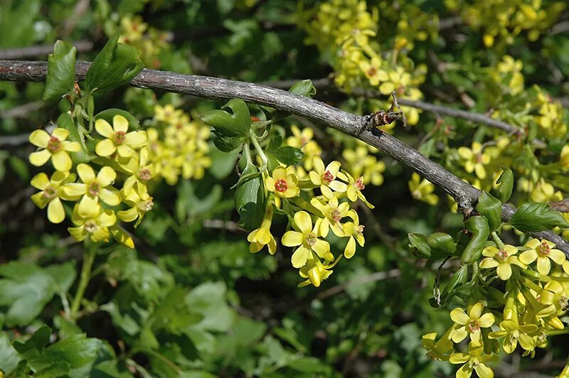 Текст весной неистово пылает золотистая смородина. Смородина золотистая (ribes odoratum. Смородина золотистая (ribes Aureum). Смородина золотистая ribes Aureum кустарник. 78. Смородина золотистая - ribes Aureum.