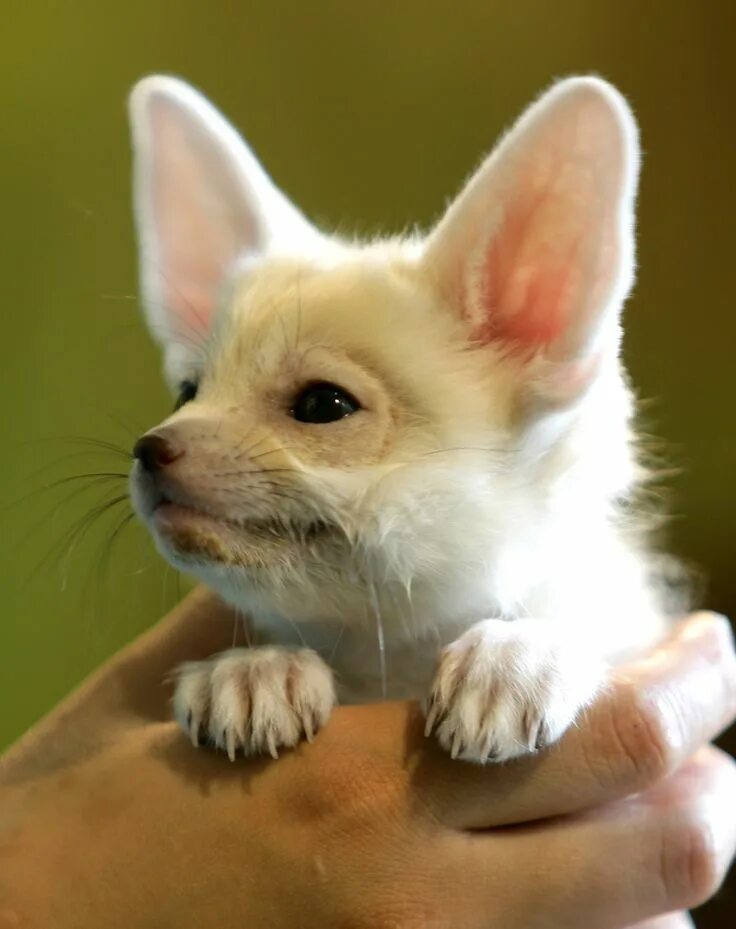 Собачка с большими ушами