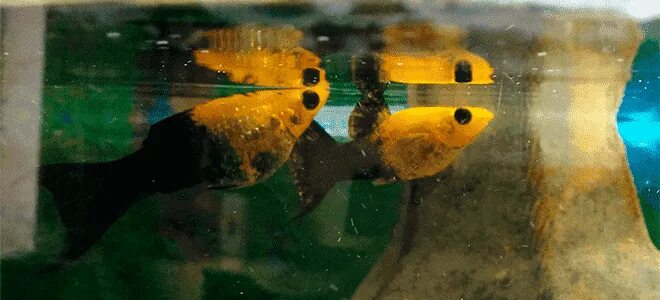 Как отличить самца моллинезия. Моллинезия аквариумная пол. Моллинезия Золотая самцы. Моллинезия аквариумная рыбка самец и самка. Моллинезия самец и самка.