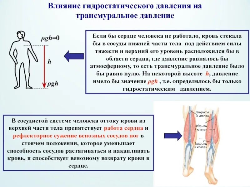 избыточное давление газа. сжимаемость жидкости. физические свойства воздуха гигиена. статическое и динамическое давление воздуха. основные физические свойства жидкости плотность.