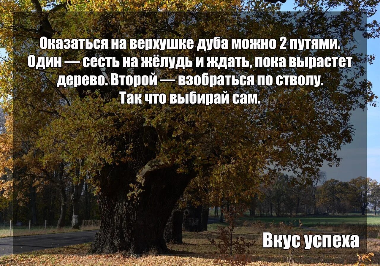 Смотрю как деревья растут. Деревья растут все суетишься. Картинка смотрю как деревья растут. Сматрюкакрастутдеревья.