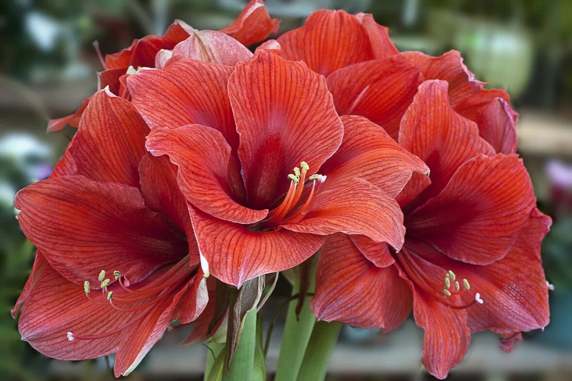Pin von Maria Shotabdy auf Amaryllis Pflanzgefäße, Pflanzen, Amaryllis