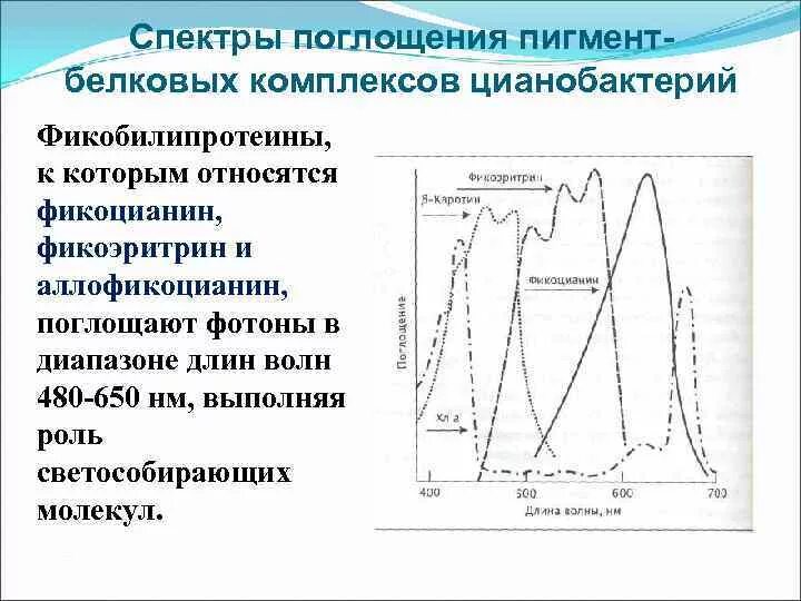 Отметьте на графике спектр поглощения фикоэритрина. Спектры поглощения пигментов растений. фикоэритрин спектр поглощения. спектры поглощения пигментов листа. спектры поглощения пигментов таблица.