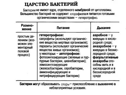 Характеристика класса бактерий