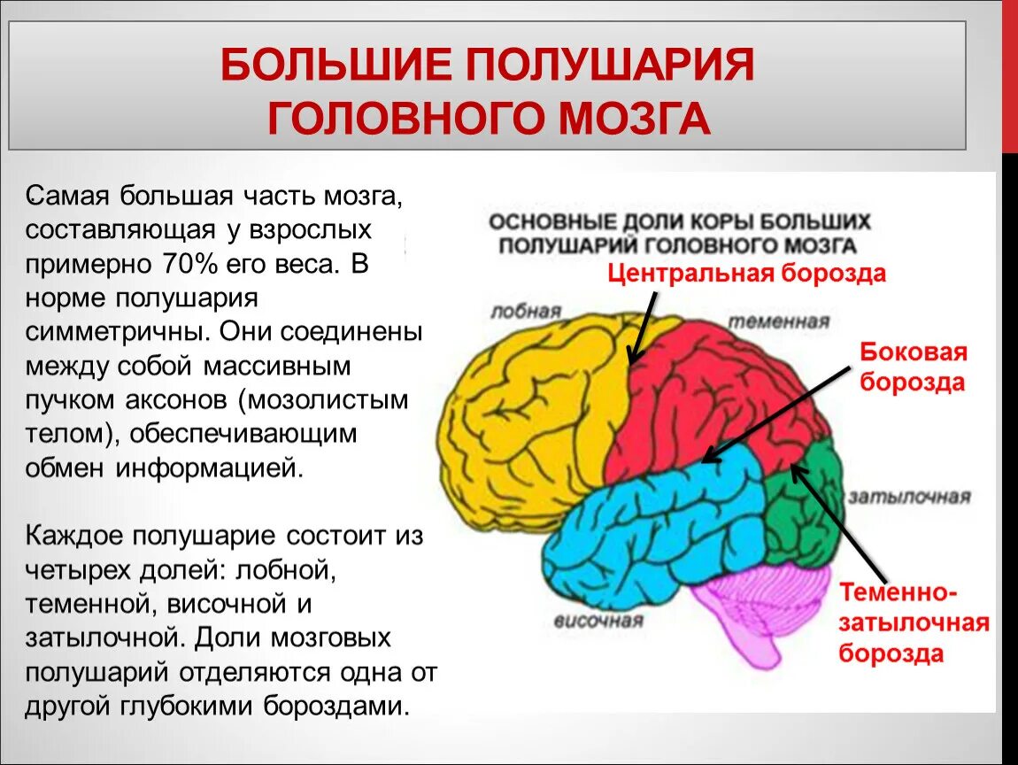 Основные доли мозга. Большие полушария головного мозга функции. Функция больших полушарий переднего головного мозга. Доли правого полушария головного мозга. Строение головного мозга доли коры.