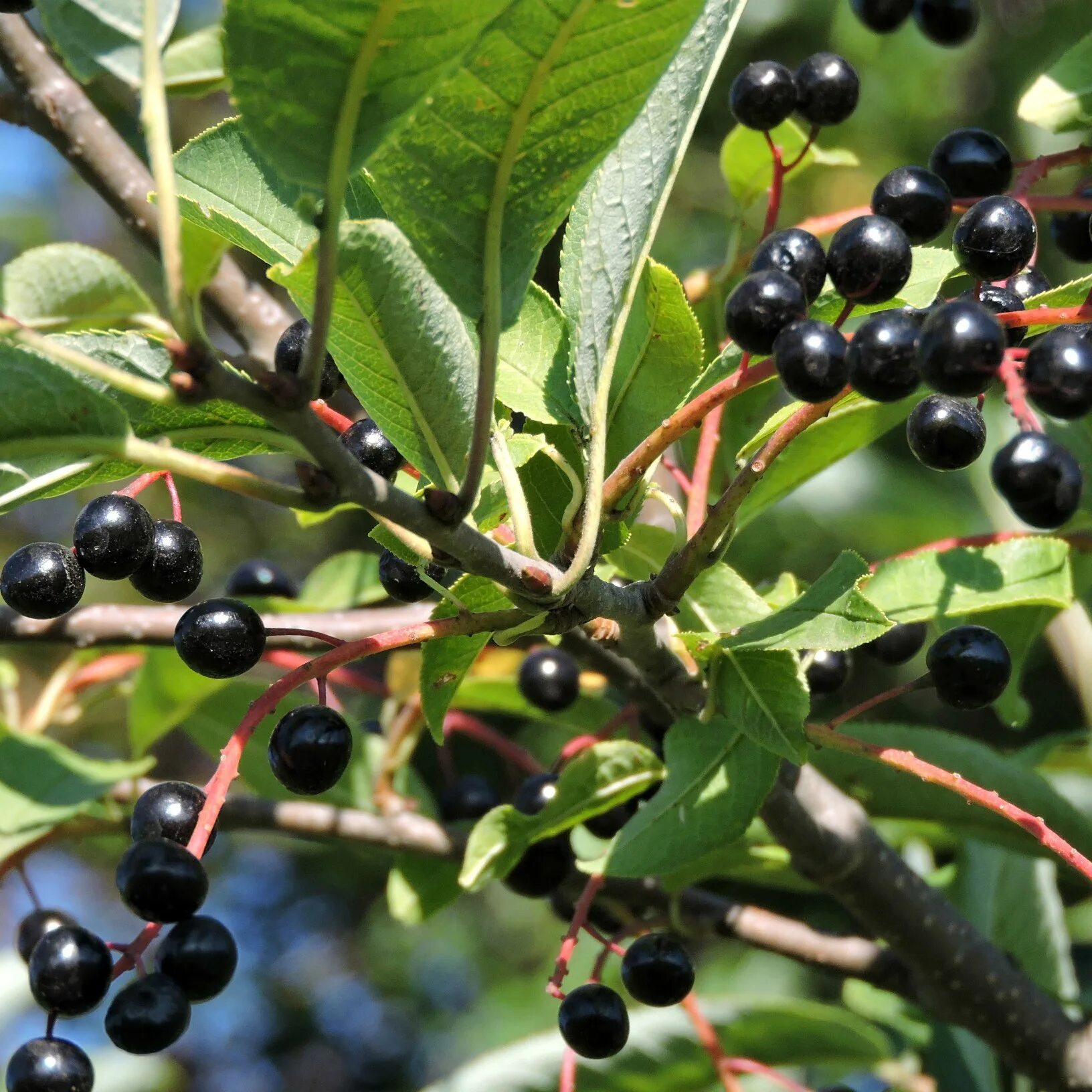 Черемуха ягоды. Черемуха обыкновенная (Prunus Padus). Черемуха Маака плоды. Черёмуха обыкновенная дерево с ягодами. Черная мелкая ягода