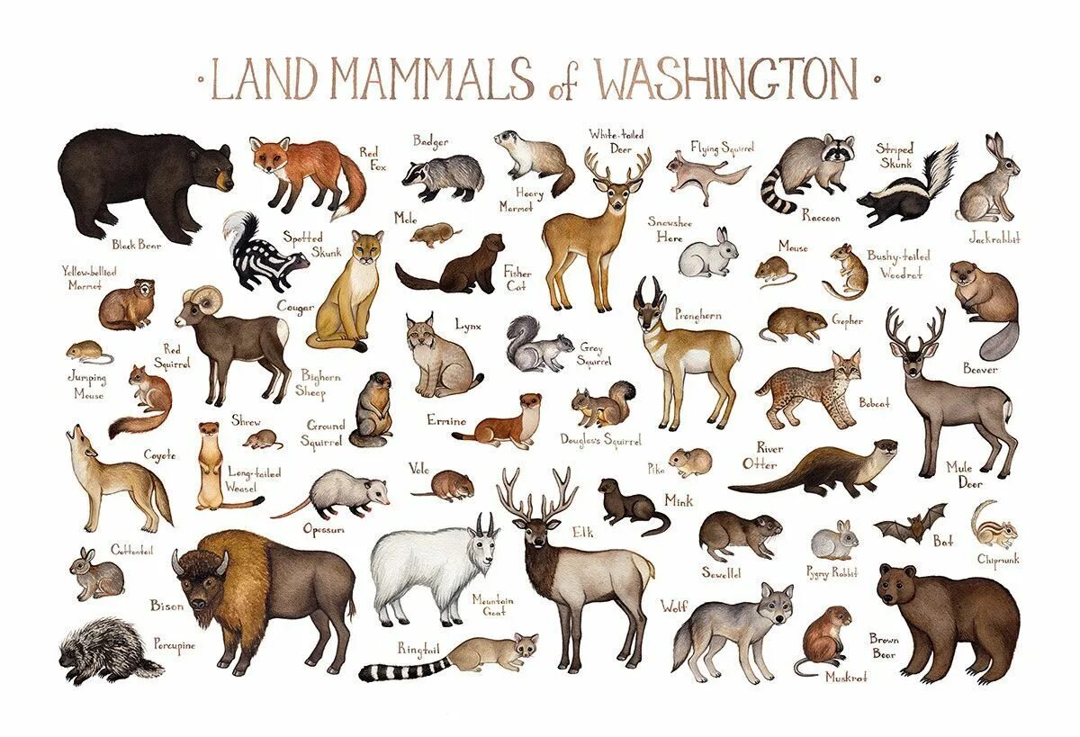 Самое тяжелое сухопутное животное. The biggest mammal. What is a mammal. Dryolestes. Млекопитающие на английском.