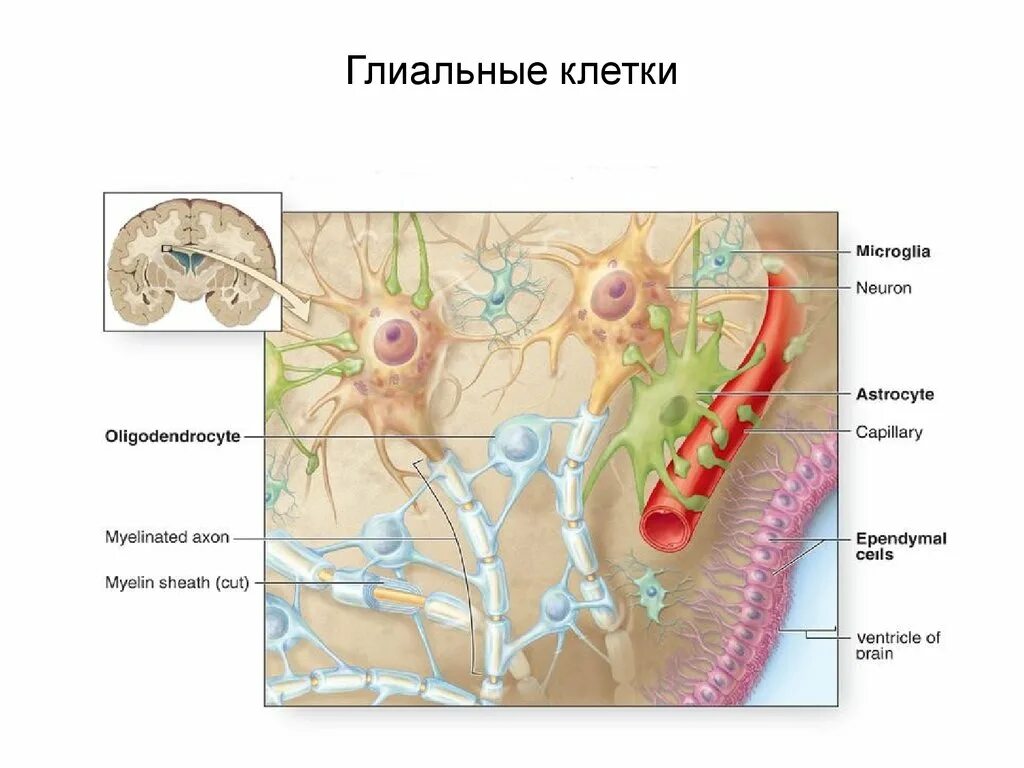 Виды нейроглии. Глиальные клетки строение. Нейроны и клетки нейроглии. Строение нейрона и глии. Классификация глии гистология.