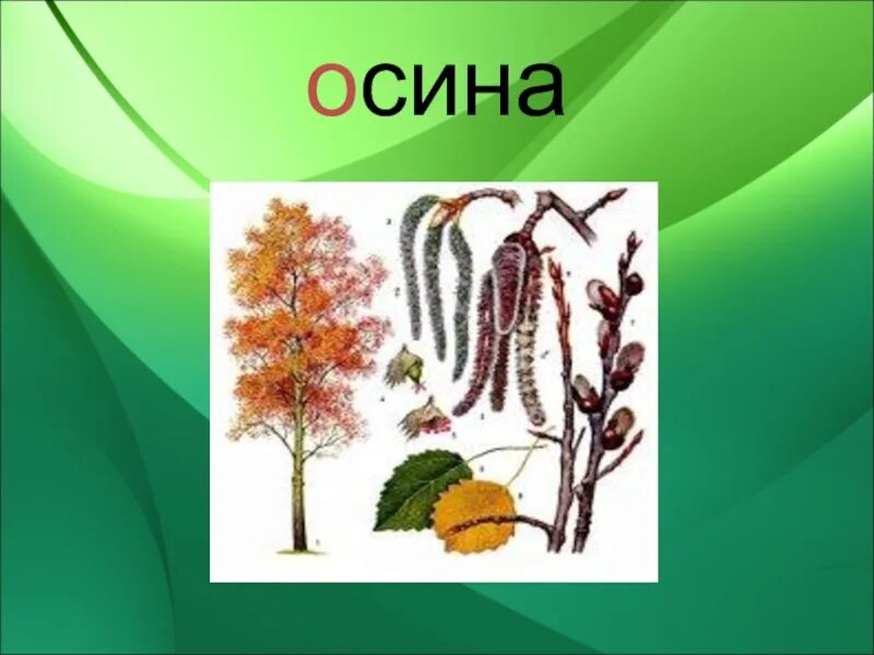 Осина виды. Словарное слово осина. Осина рисунок. Осина цветковое растение.