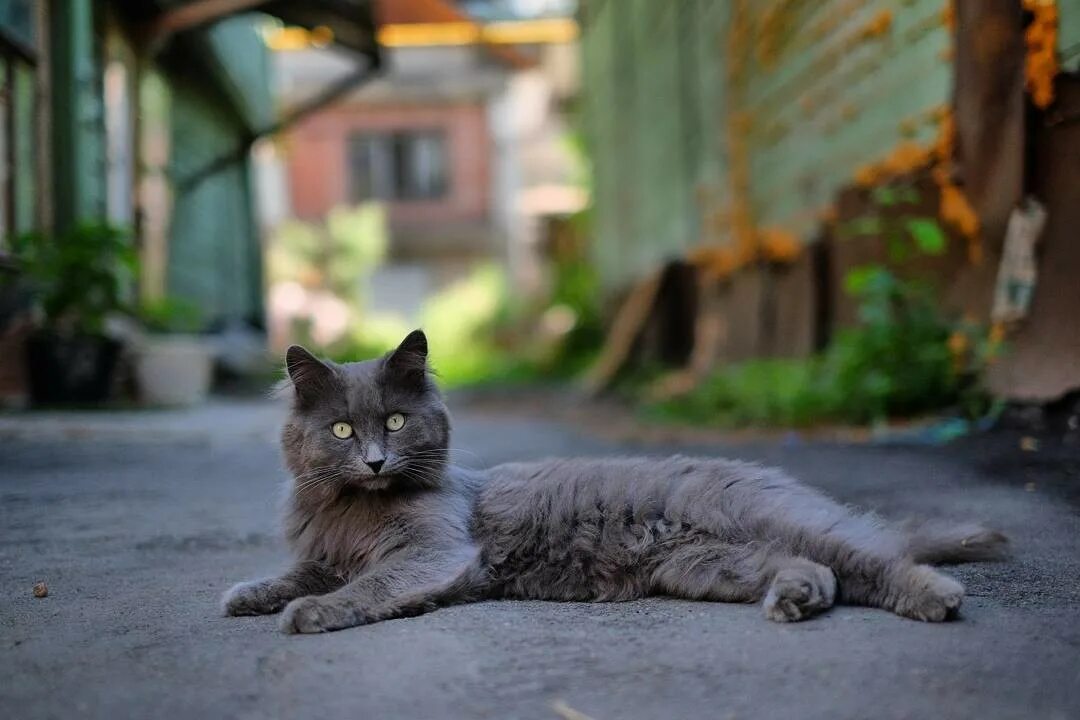 может ли уличная кошка. красивые уличные коты. бездомный котеночек. крупные уличные кошки. красивые уличные кошки.